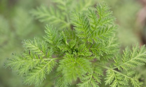 Artemisia Annua