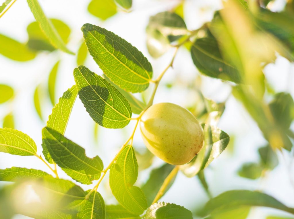 Jojoba