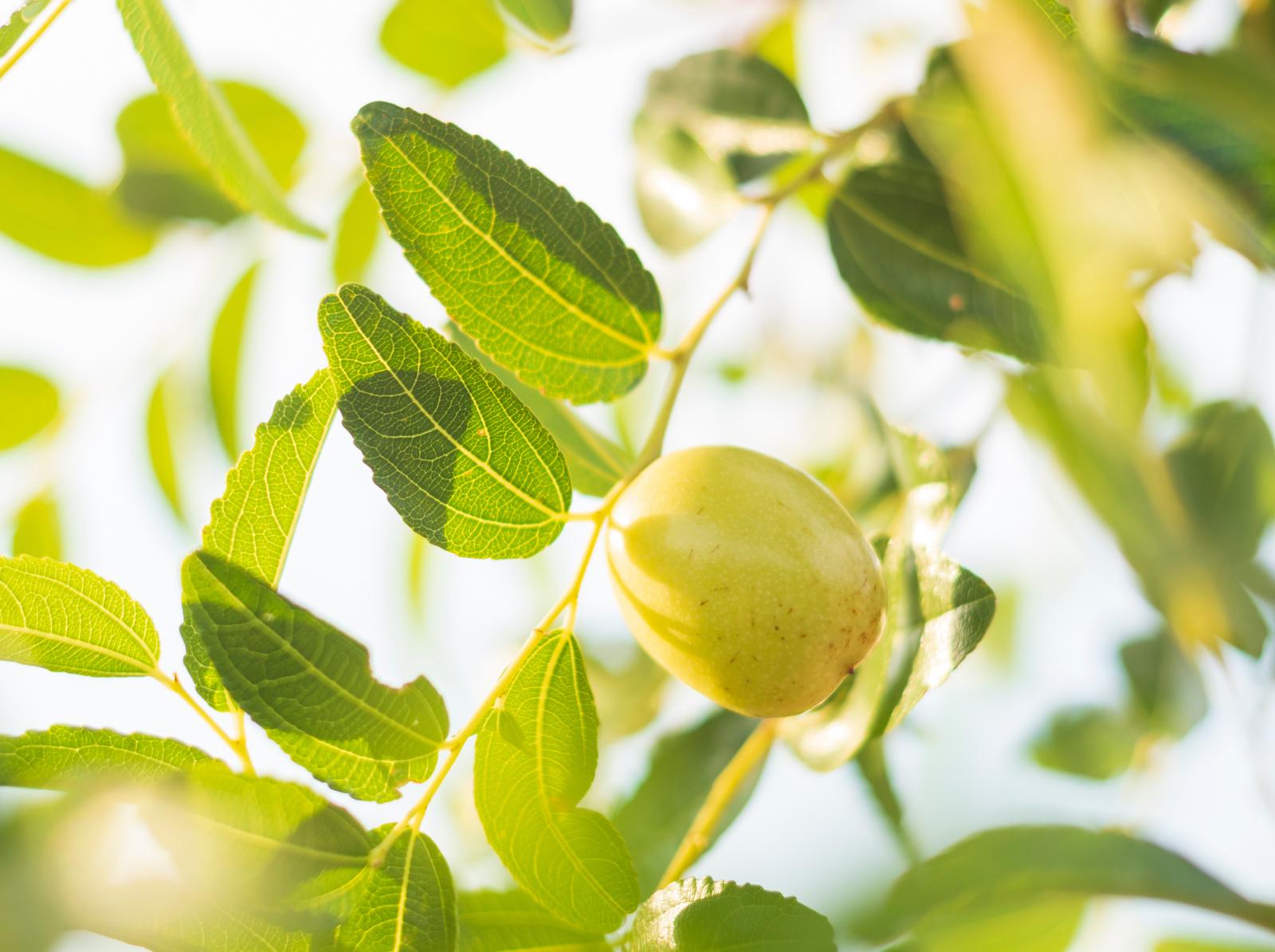 Jojoba