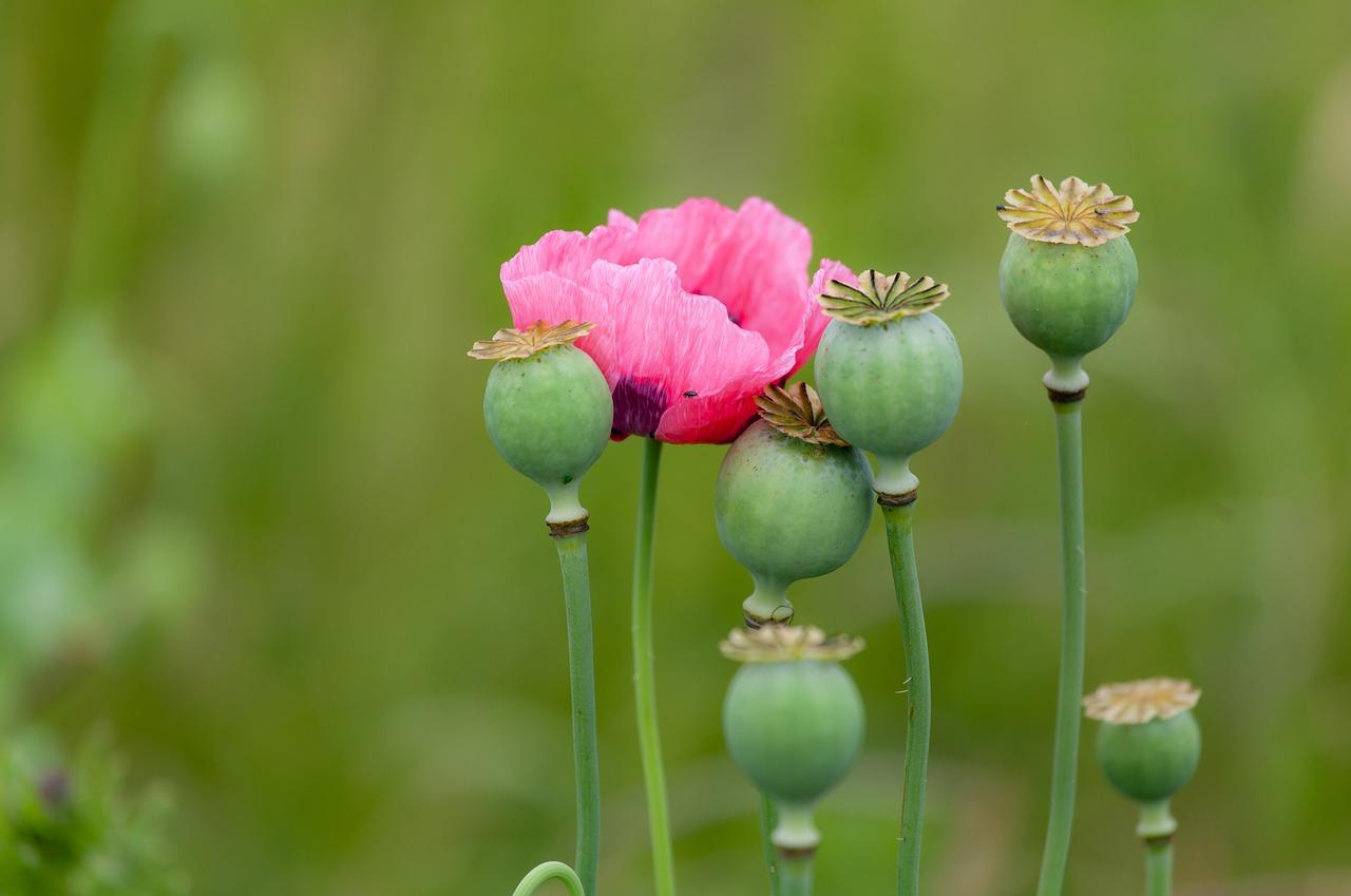 Papavero da Oppio
